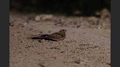 European Nightjar