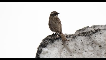 Sürmeli dağbülbülü