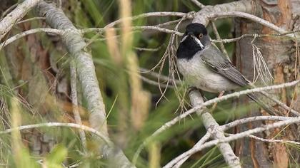 Karaboğazlı ötleğen