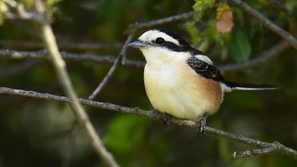 Maskeli örümcekkuşu