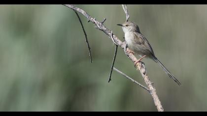 Delicate prinia
