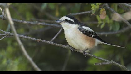 Masked Shrike