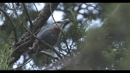 Krüper`s Nuthatch