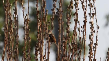 Dikkuyruklu ötleğen