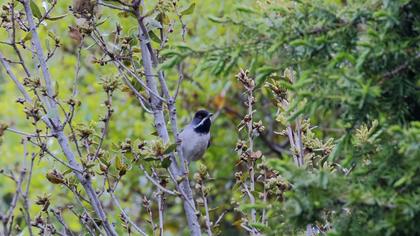Karaboğazlı ötleğen