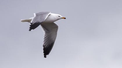 Van gölü martısı