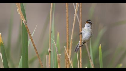 Bıyıklı kamışçın
