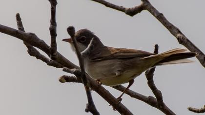Akgerdanlı ötleğen
