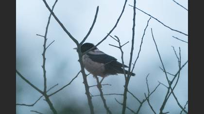 Rosy Starling