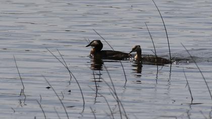 Red-necked Grebe