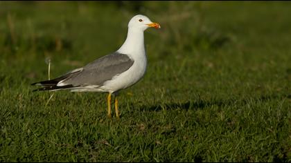 Van gölü martısı