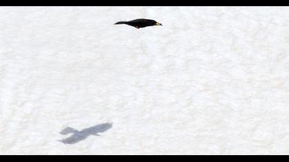 Sarıgagalı dağ kargası