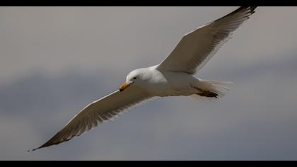 Van gölü martısı