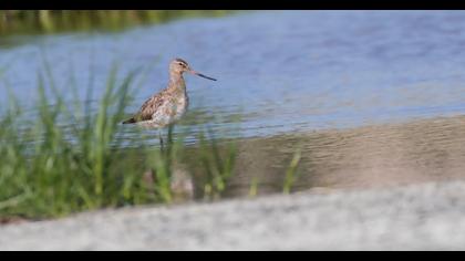 Kıyı çamurçulluğu