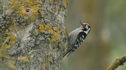 Lesser Spotted Woodpecker