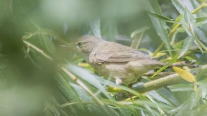 Çalı kamışçını