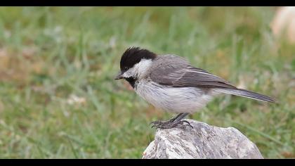 Akyanaklı baştankara