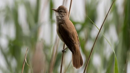 Büyük kamışçın