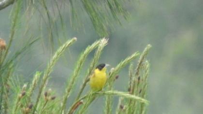 Karabaşlı kirazkuşu