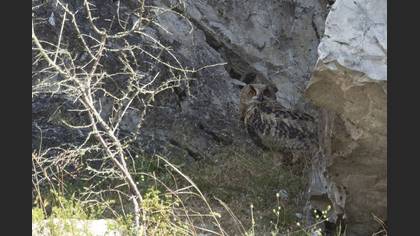 Eurasian Eagle-Owl