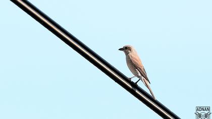 Kızılsırtlı örümcekkuşu