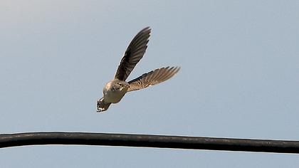 Akgerdanlı ötleğen