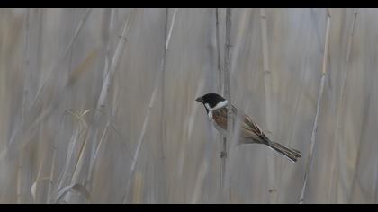 Bataklık Kirazkuşu