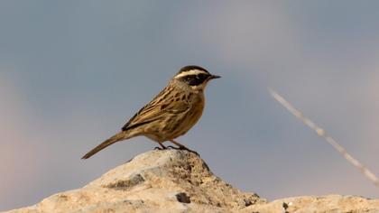 Sürmeli dağbülbülü