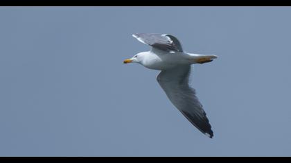 Van gölü martısı