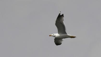 Van gölü martısı