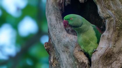 İskender papağanı