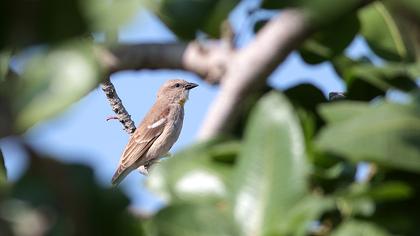 Sarıboğazlı serçe