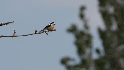 Maskeli örümcekkuşu