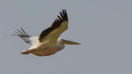 Great White Pelican