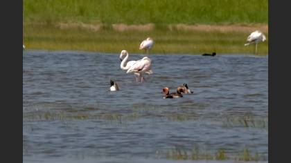 Red-crested Pochard