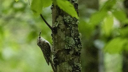 Orman tırmaşıkkuşu