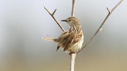 Dikkuyruklu ötleğen