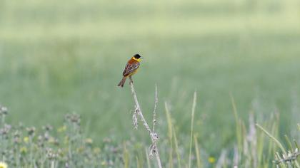 Karabaşlı kirazkuşu
