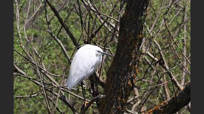 Little Egret