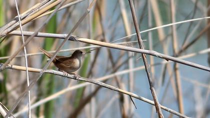 Bataklık kamışçını