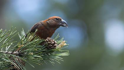 Red Crossbill