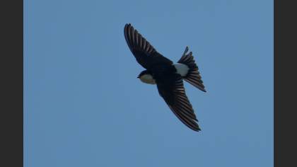 Common House Martin