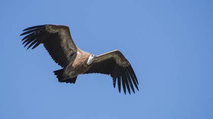 Griffon Vulture