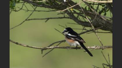 Masked Shrike