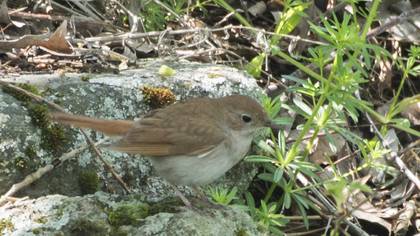 Thrush Nightingale