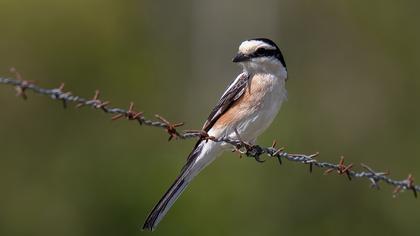 Maskeli örümcekkuşu
