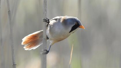 Bearded Reedling