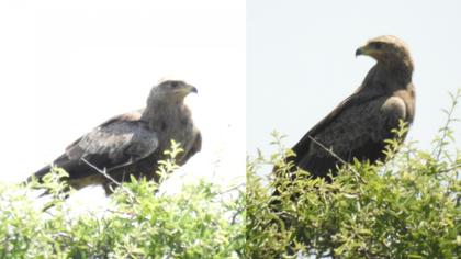 Küçük orman kartalı