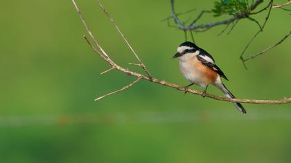 Maskeli örümcekkuşu