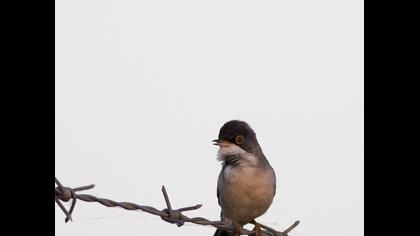 Pembegöğüslü ötleğen